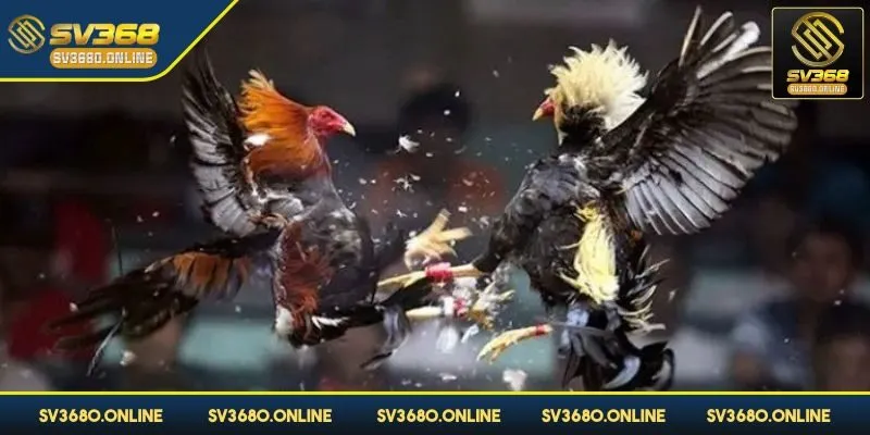 Chọi gà cựa dạo mang tới kết quả minh bạch