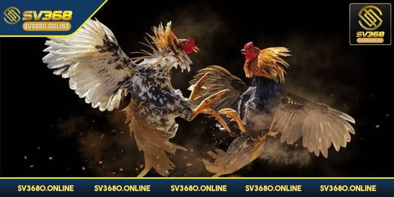 Mỗi trận đấu có thời lượng khoảng 2-15 phút