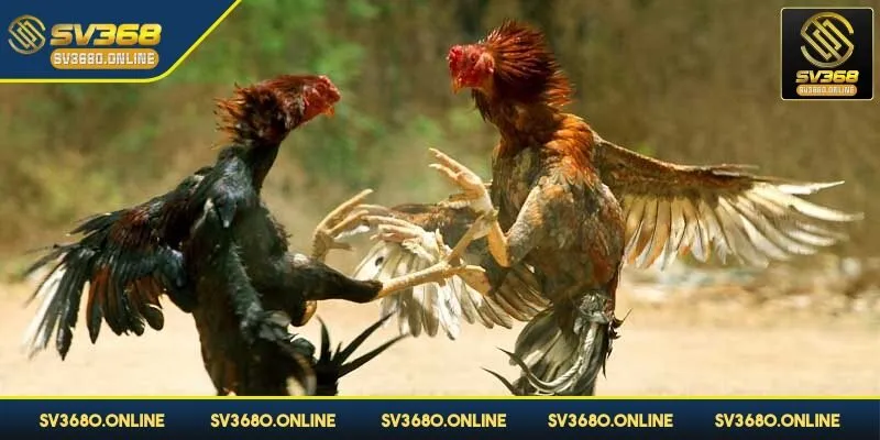 Đưa ra chọn lựa về cửa cược hợp lý