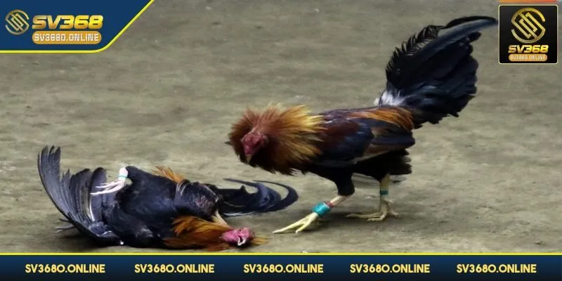 Gà bị xử thua khi ngã xuống không thể thi đấu
