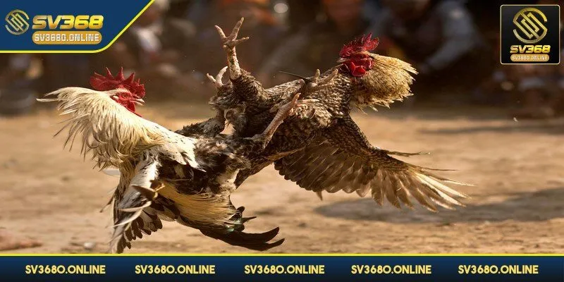 Đá gà cựa sắt một thể loại vô cùng mới mẻ