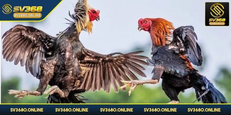 Điểm hấp dẫn của chọi gà đòn là sức mạnh của chiến kê