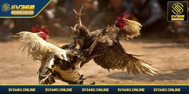 Đá gà đòn được xem như một nét văn hóa đặc trưng của dân tộc