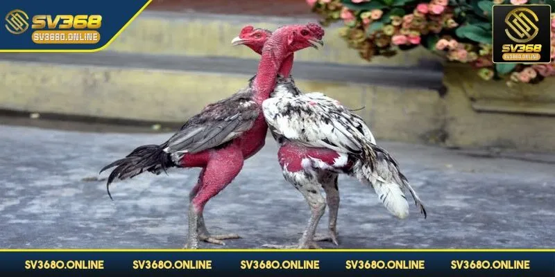 Cược thủ cần quan sát kỹ mắt, cổ của chiến kê