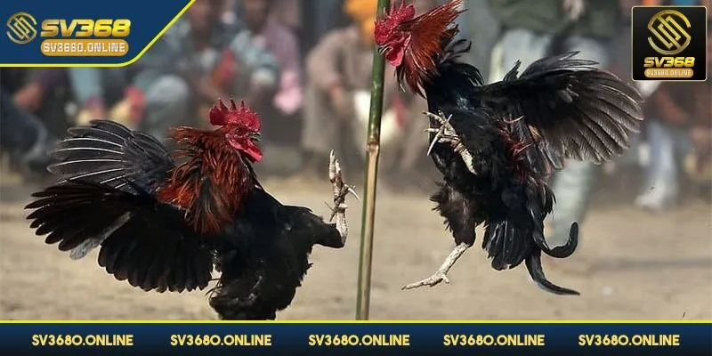 Xuống tiền với các cửa khác nhau