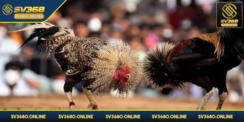 Đá gà Thomo nơi sẽ quy tụ những chiến kê hàng đầu