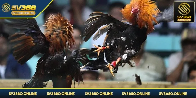 Luôn học hỏi thêm kiến thức bổ ích