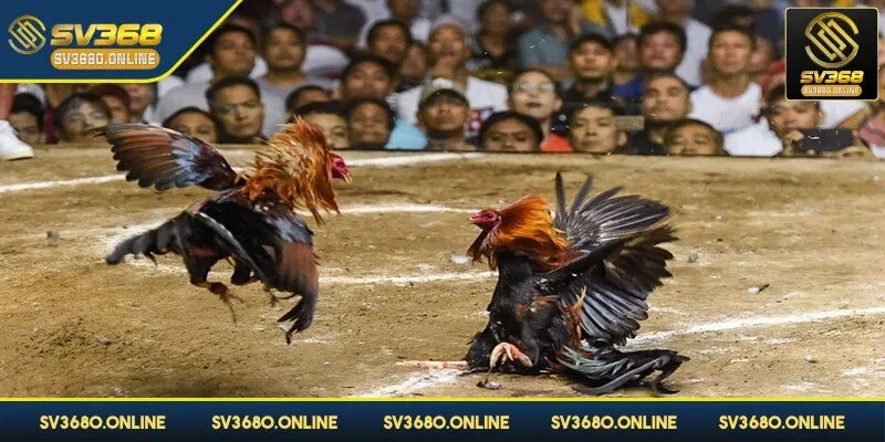 Bạn có thể chơi theo số đông