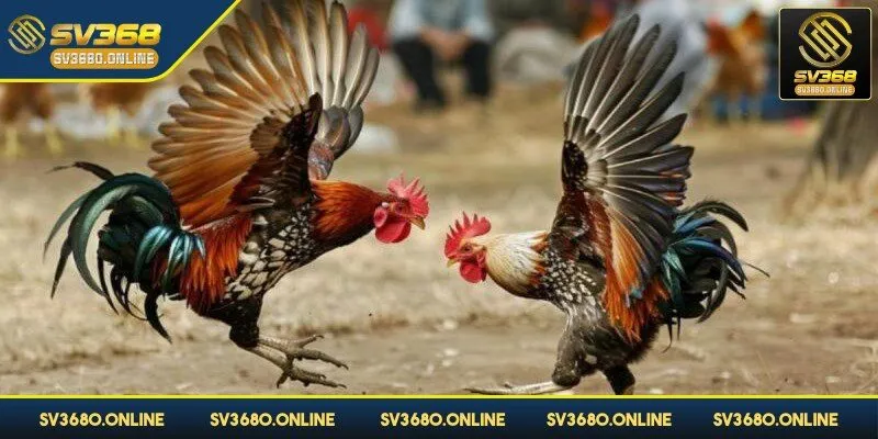 Đá gà tre tại SV368 cái tên này đã quá quen thuộc