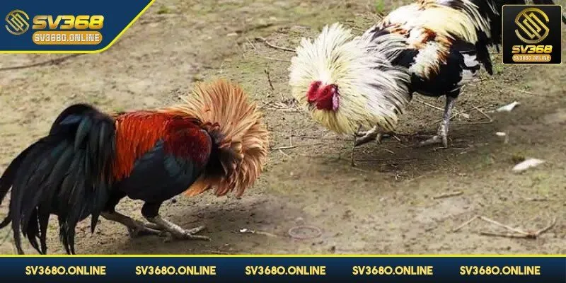 Hiểu rõ luật chơi chìa khóa thành công cao