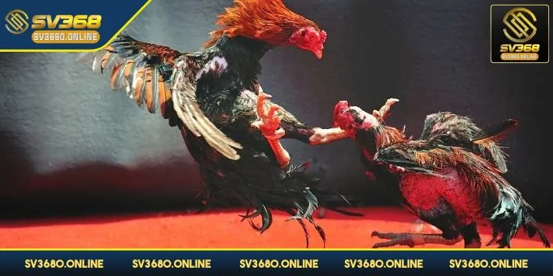 Các thể loại khác nhau giúp người chơi thoải mái chọn lựa