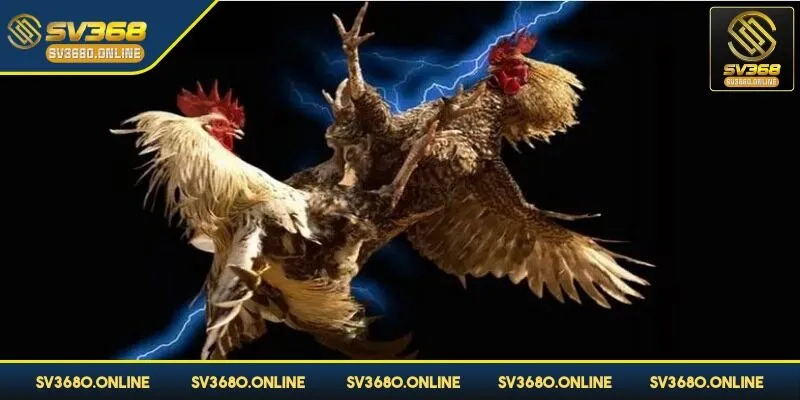 Mỗi một trận đấu gà diễn ra tương đối nhanh chóng