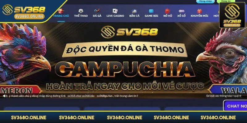 Đá gà trực tiếp là một trải nghiệm vô cùng độc đáo