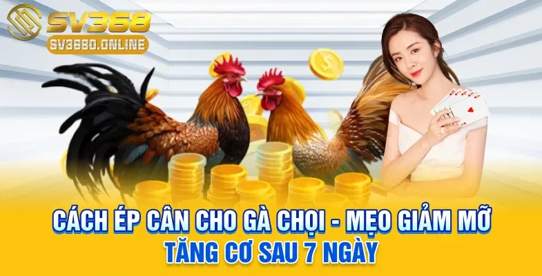 Cách ép cân cho gà chọi